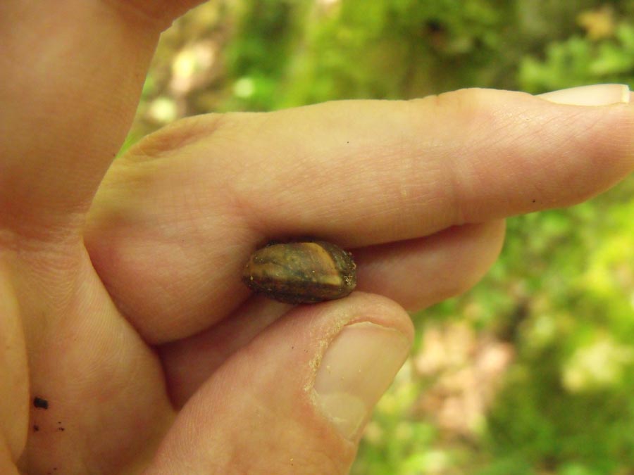 Gasteropode garganico da ID